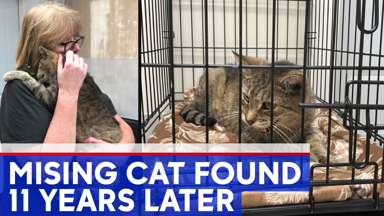 Cat missing for 11 years reunited with owner