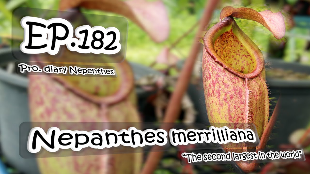 EP.182 Pro. дневник N. часть 34: Nepenthes merrilliana, второе по величине в мире гигантское горш...