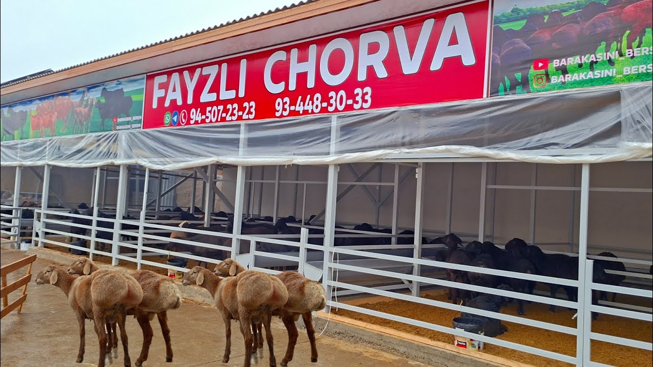 FAYZLI CHORVA O'Z ISH FAOLIYATINI BOSHLADI ZOTGA VA QOCHQORLAR YETIB KELDI.