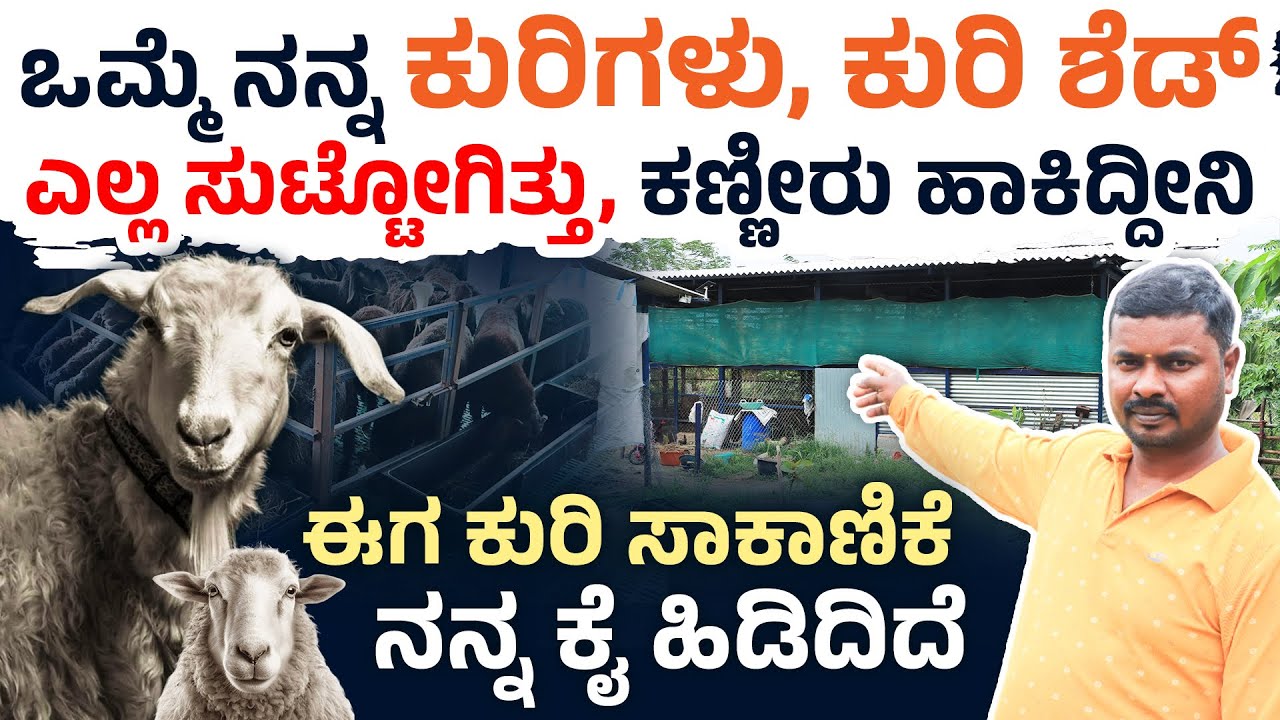 How to Start Sheep Farming? Complete Guide to Shed, Feeding, Vaccination & Management in Kannada