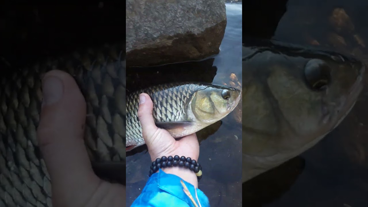 #žvejyba#sapalas#gamta#pagavaipaleisk#spiningavimas#chubfishing#fishing#riverfishing#catchandrelease