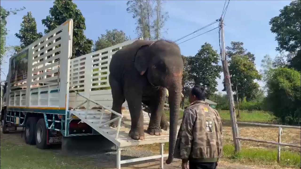 วินาที‼️พี่ดาวถึงบ้าน🥰🙏🏻🐘