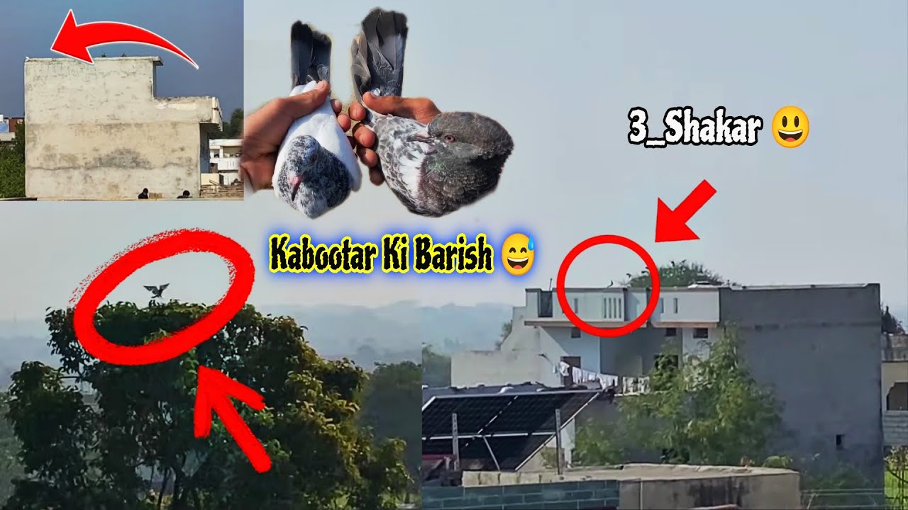 Aj 2_Pakree🔥 Bacha drakhat Me Beth Gaya😱