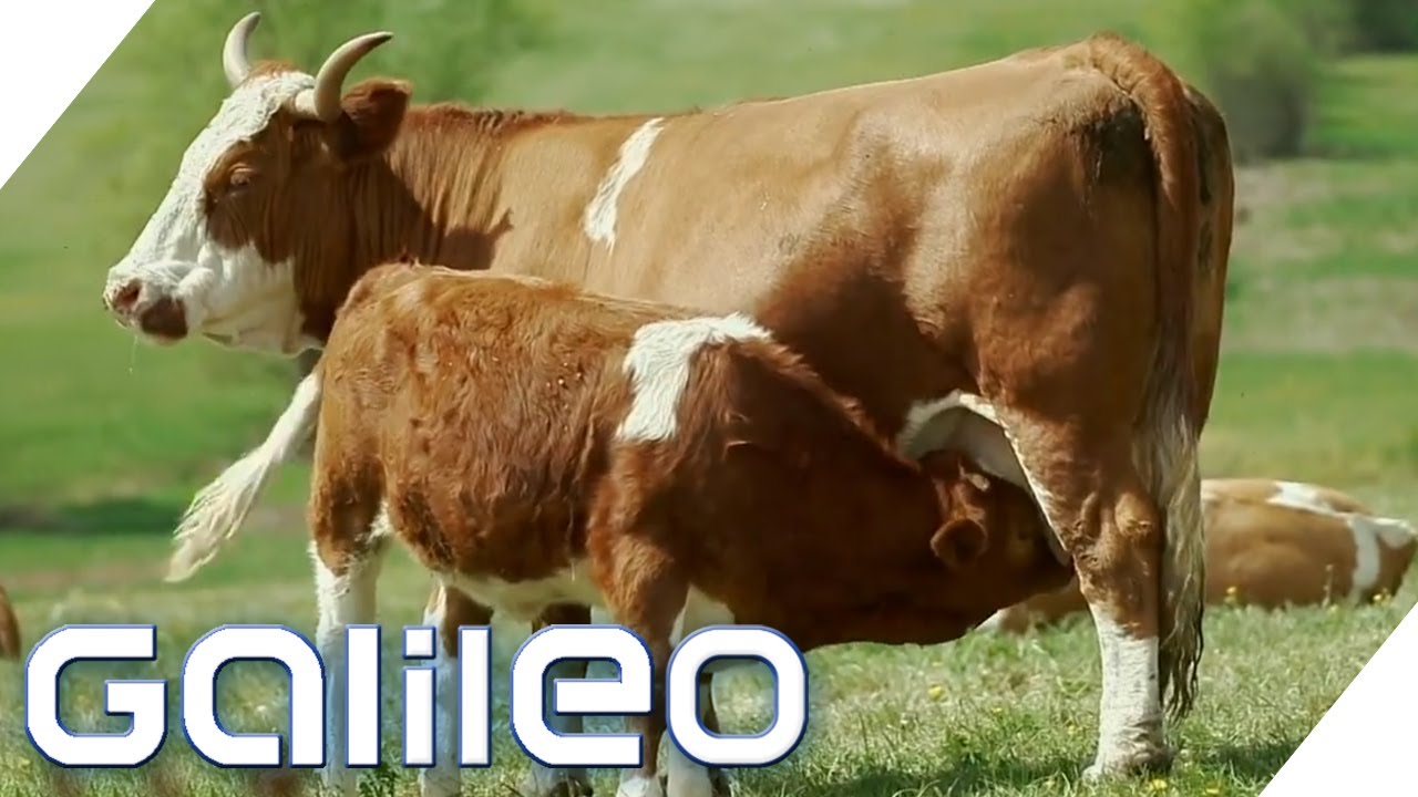Glücklichste Rinder: Kann man sich das Fleisch noch leisten? | Galileo | ProSieben