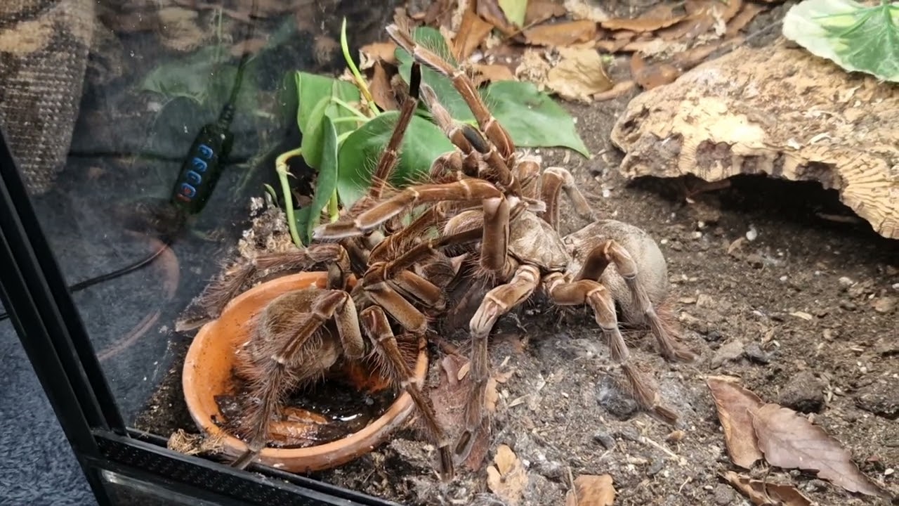 vogelspinnen verpaarung Theraphosa stirmi
