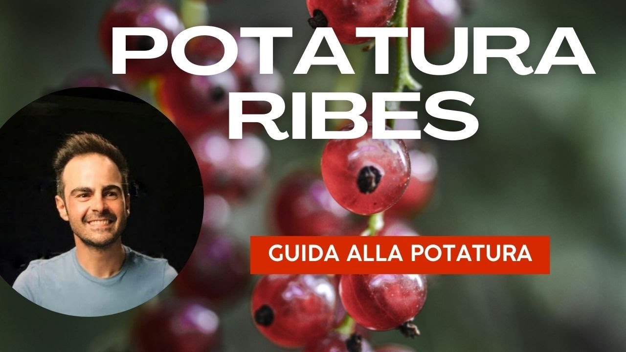 Potatura del Ribes rosso, nero e bianco: Guida facile per tutti