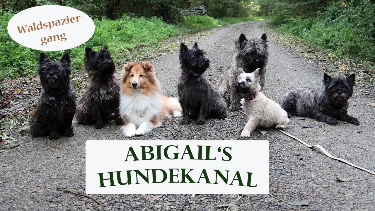Waldspaziergang | Hundekanal | Cairn Terrier
