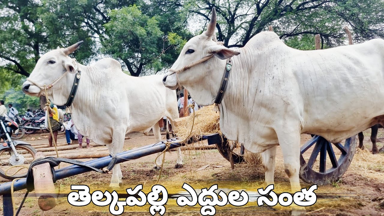 Telkapally Bull Market-Telkapally Market-Telkapally Santha-Telkapally Ox Market-Bulls Market videos🐂