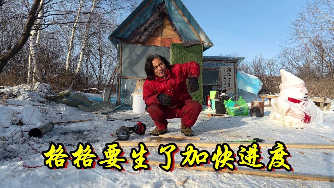格格看状态准备要生了，我得加快进度了！让它顺利在木屋暖和环境下生产！【流浪的独孤老狼】