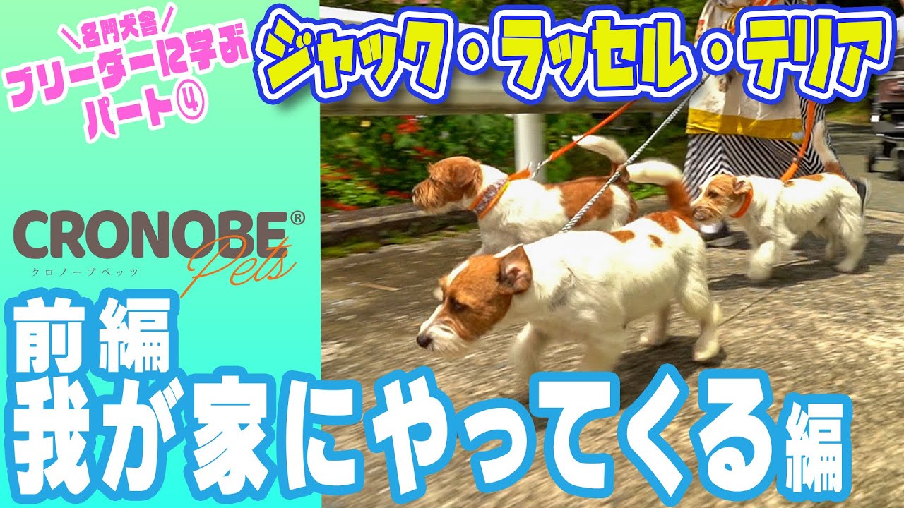 【ブリーダーさんから学ぶシリーズ④前編】かわいいジャックラッセルテリアが我が家にやってくる！お迎え初日からすべきこと！お迎え～散歩編