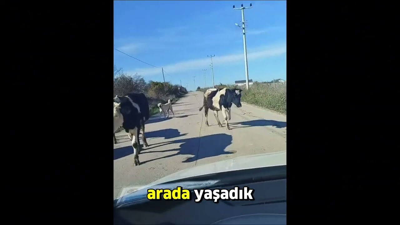 Ak&ccedil;abeyli Muhtarı Savaş Kesikbaş&rsquo;tan Sert Tepki: &lsquo;Kefken Yolunu Unutturdunuz!