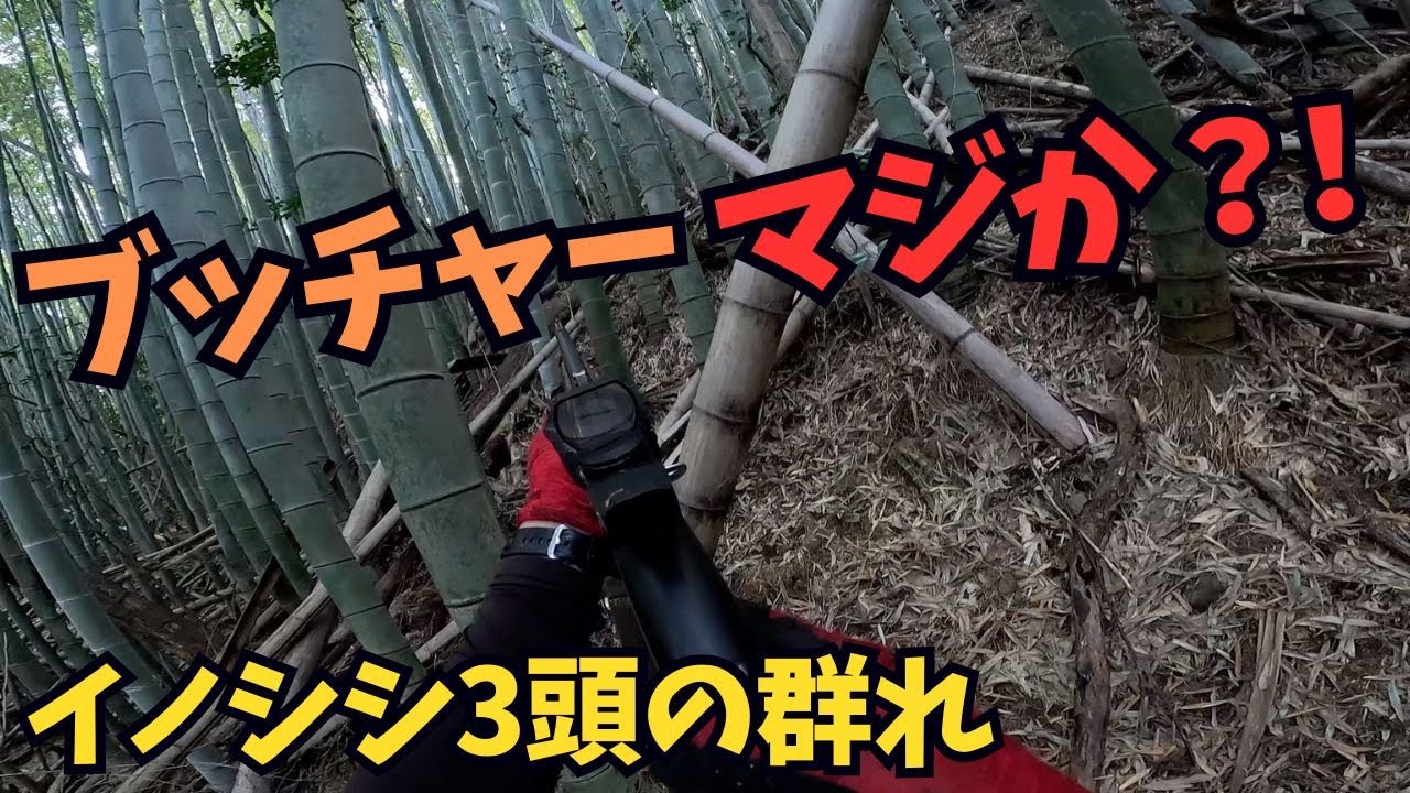 なぜか尾根に行こうとする猟犬ブッチャーを無理やり下に行かせた結果、イノシシ3頭の群れが…【一銃一狗 / 単独狩猟】