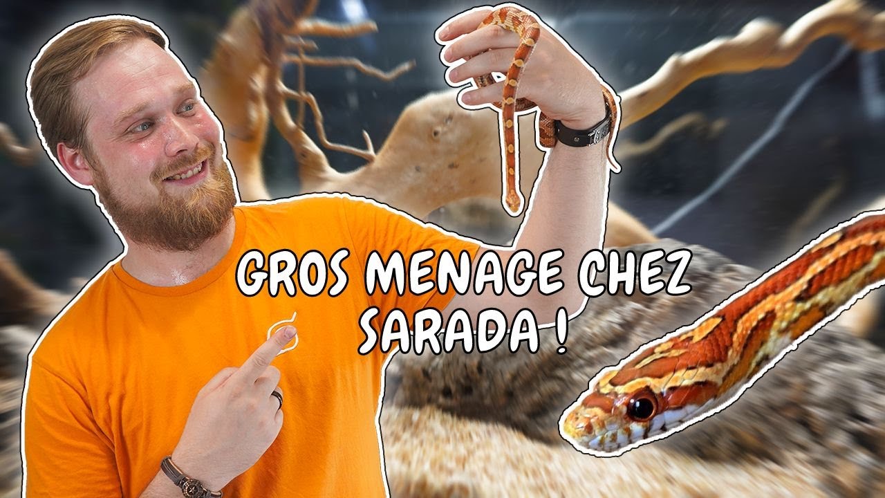 GROS MENAGE CHEZ SARADA ! 🐍 ON LA NOURRI EN PLUS 🍴 [ ANI' MOOD ]