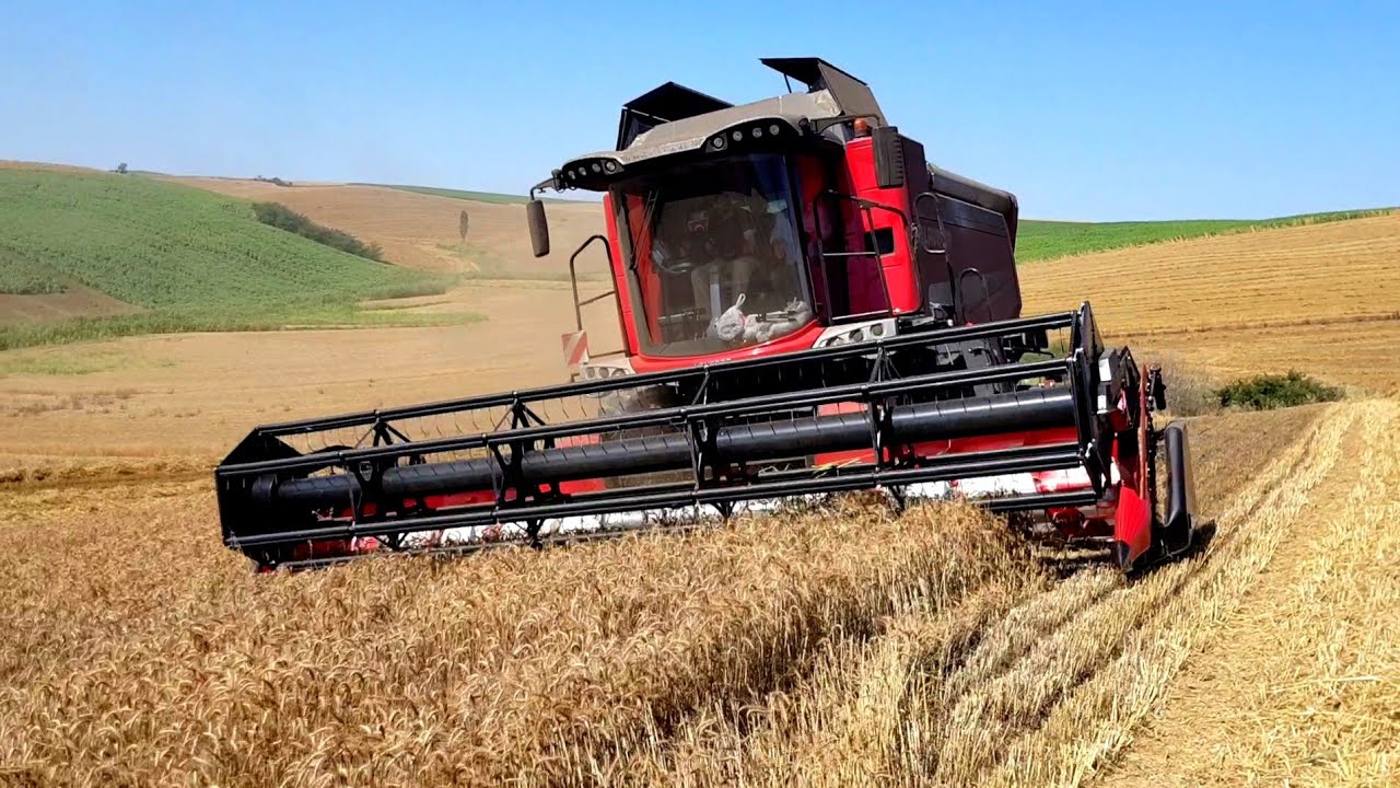 Buğday Biçimine Devam! | Laverda M410