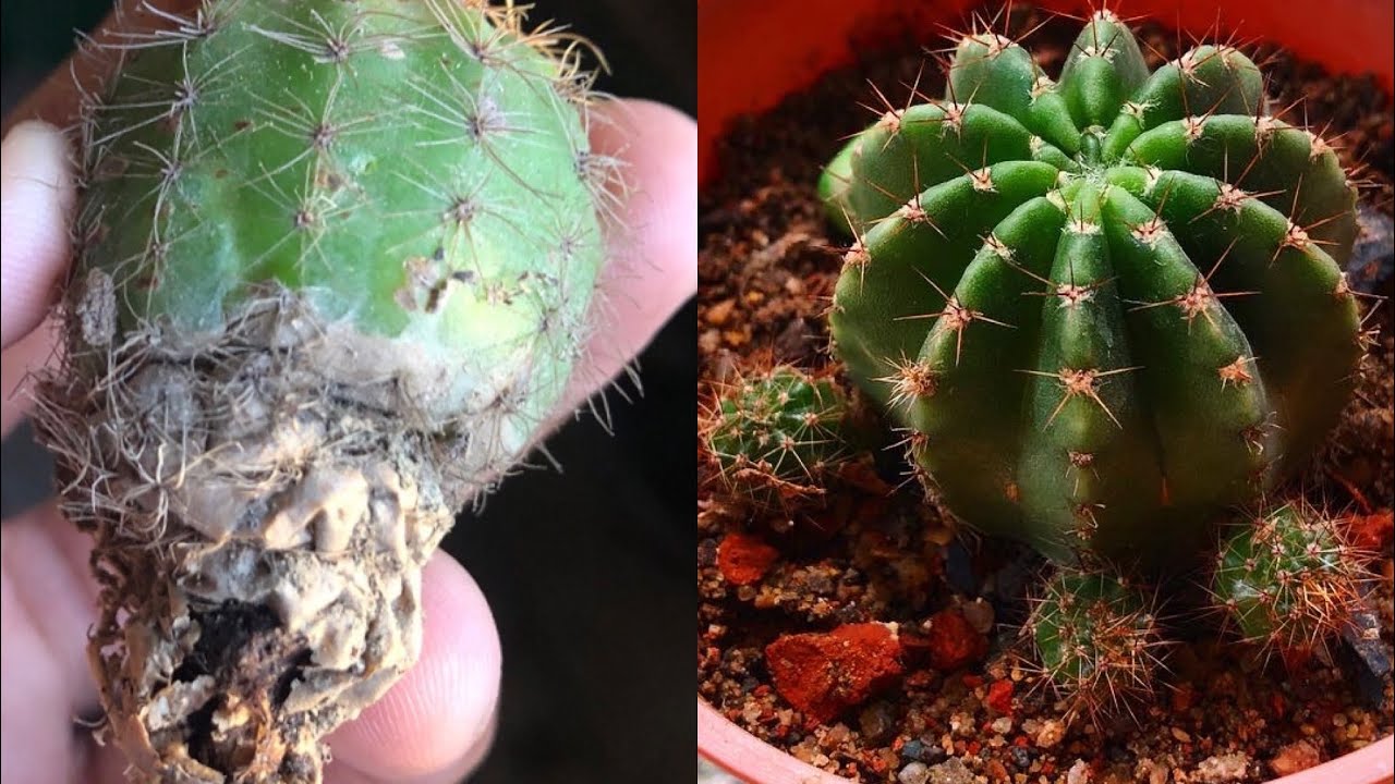 How to save a rotting cactus 🌵|| How to save a cactus with root rot 🌵with full update.