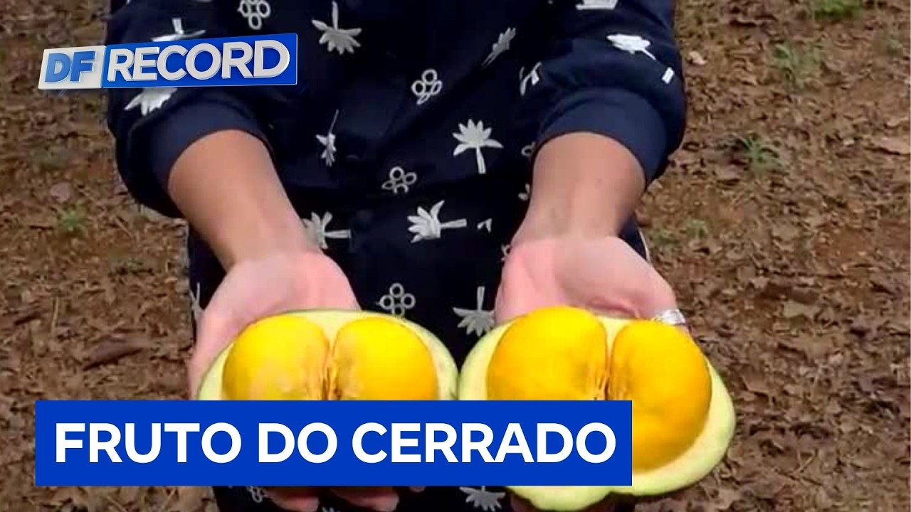 Inovação no cerrado: pequi sem espinhos desenvolvido pela Embrapa chega ao campo | DF Record