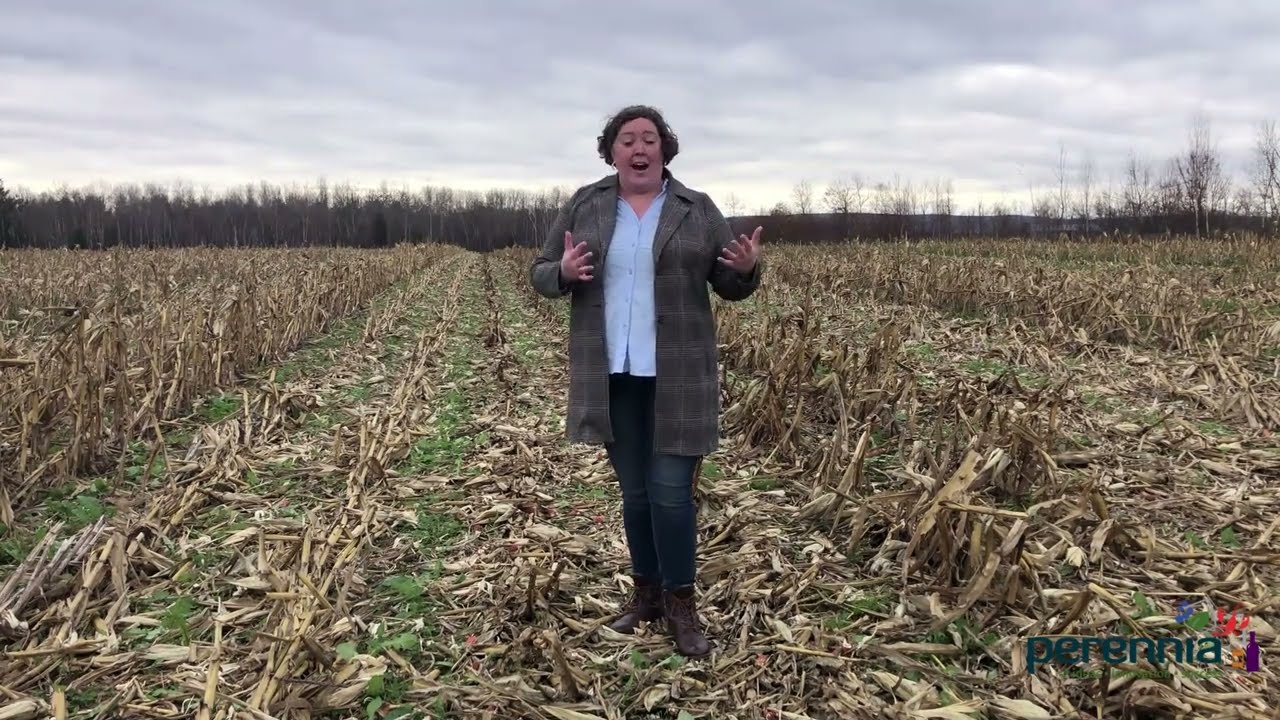 Interseeding Cover Crops into Corn