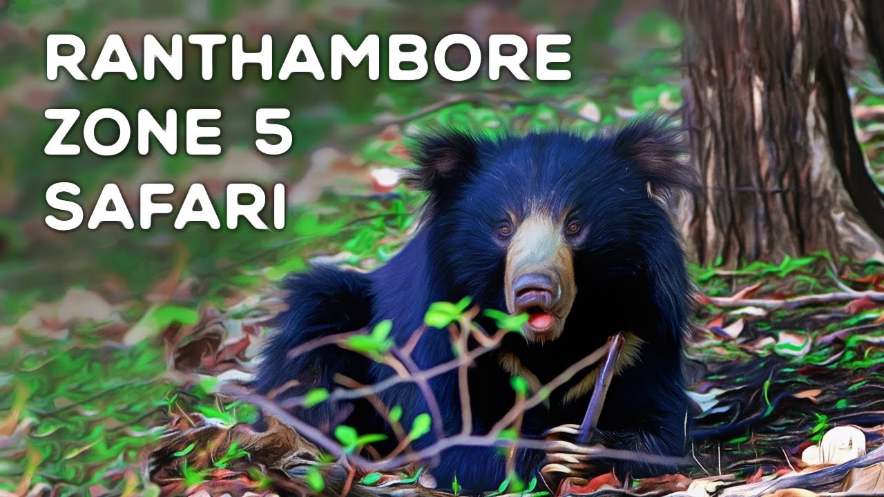 Ranthambore National Park - Zone 5 Safari - 4K Video Hindi | हिन्दी