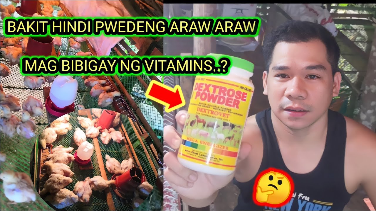 HANGANG ILANG ARAW NAG BIBIGAY NG VITAMINS SA ALAGA NATING BROILER CHICKEN | BACKYAR FARMING.