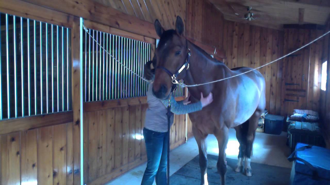 Meet Porter: Example of a horse chiropractic adjustment