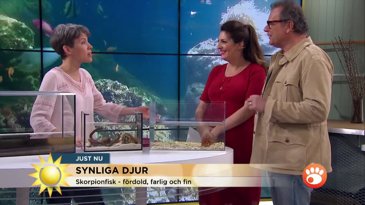 Här är undervattensdjuren som jobbar med synen - Nyhetsmorgon (TV4)