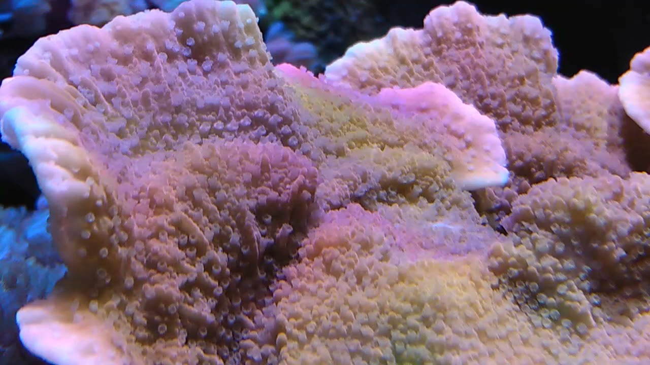 HD Mode My 5 year Montipora Capricornis