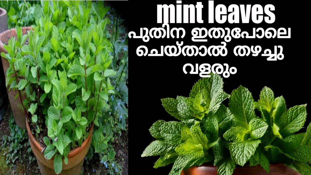 പുതിന ഇതു പോലെ കൃഷി ചെയ്തു നോക്കു തഴച്ചു വളരും /പുതിന വളർത്താനുള്ള ടിപ്സ് 