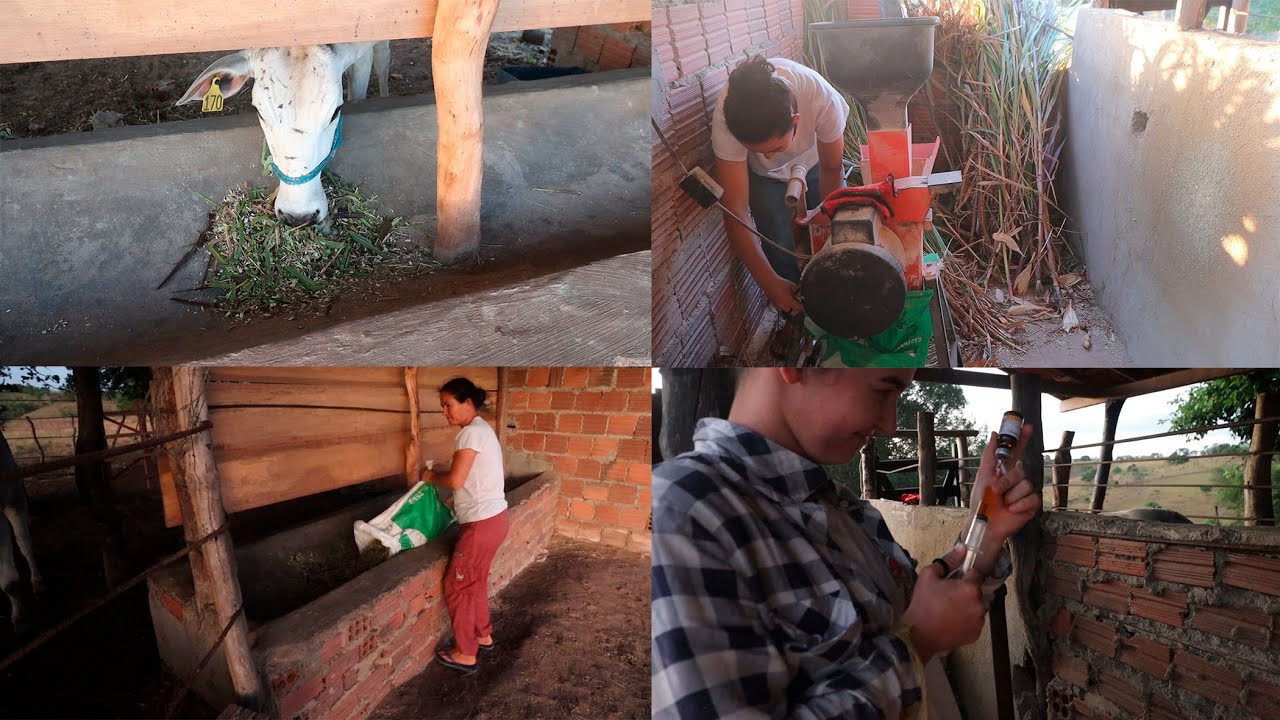 FAZENDO RAÇÃO E VACINANDO O GADO COM MINHA FILHA LETICIA