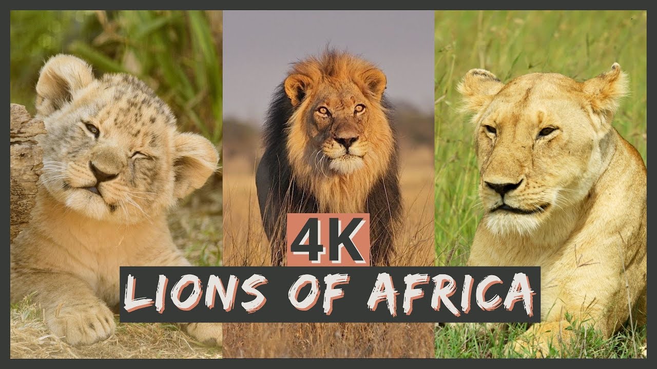 Lions in 4K | Exotic Animals Screensaver | 1 Hour Video of African Safari Wildlife & Relaxing Music