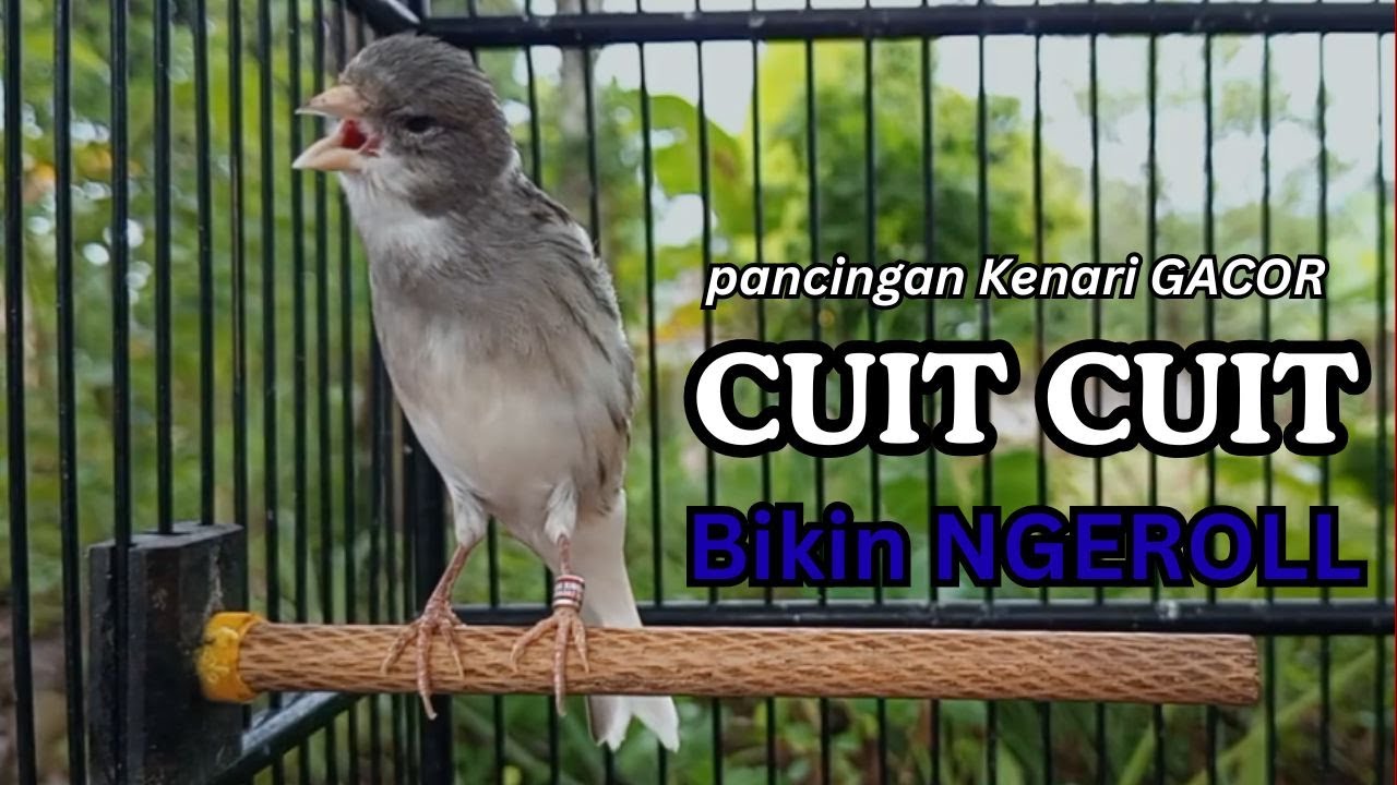Kenari GACOR !! Pancingan KENARI PAUD Belajar Bunyi UNTUK Kenari Belajar Bunyi Ngeriwik