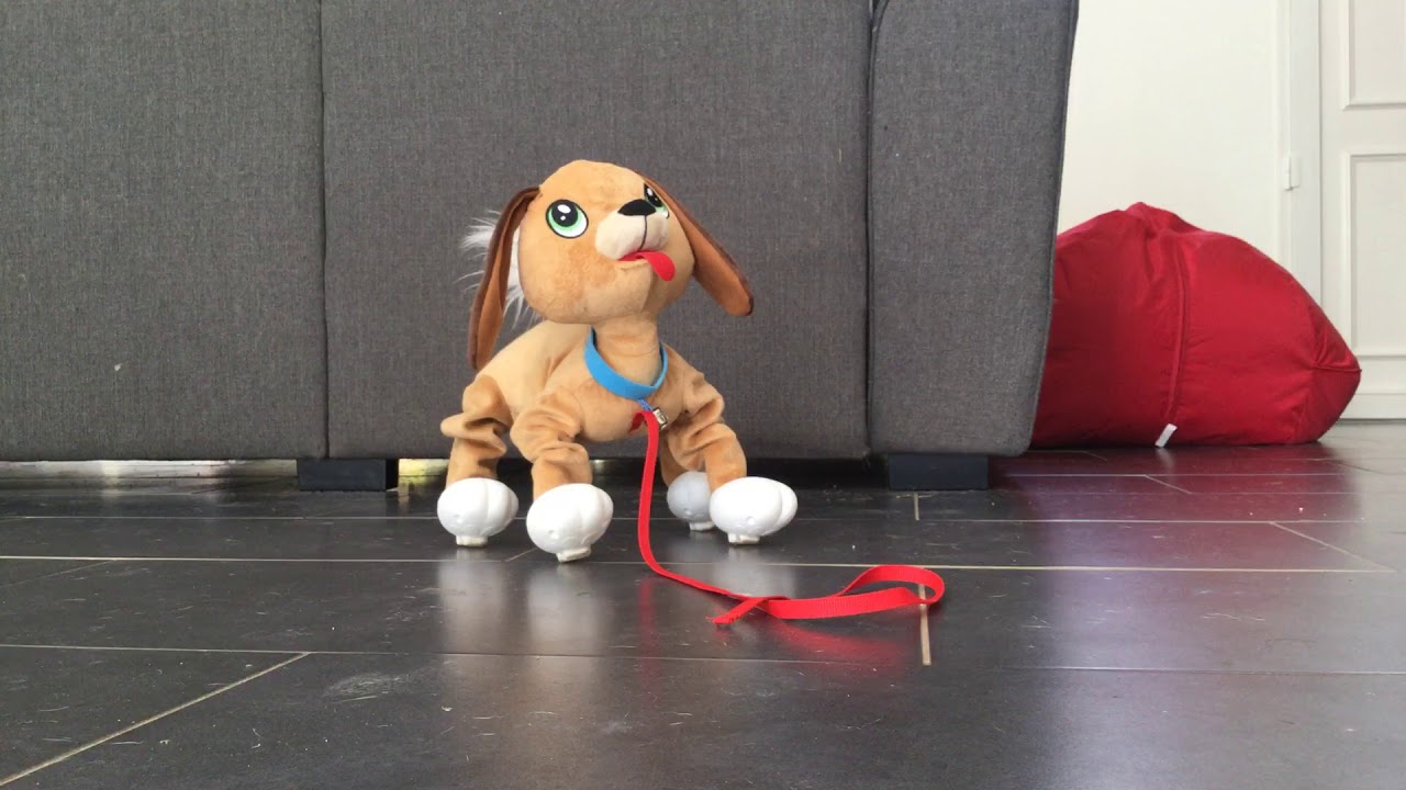Présentation de mon chien Toufous