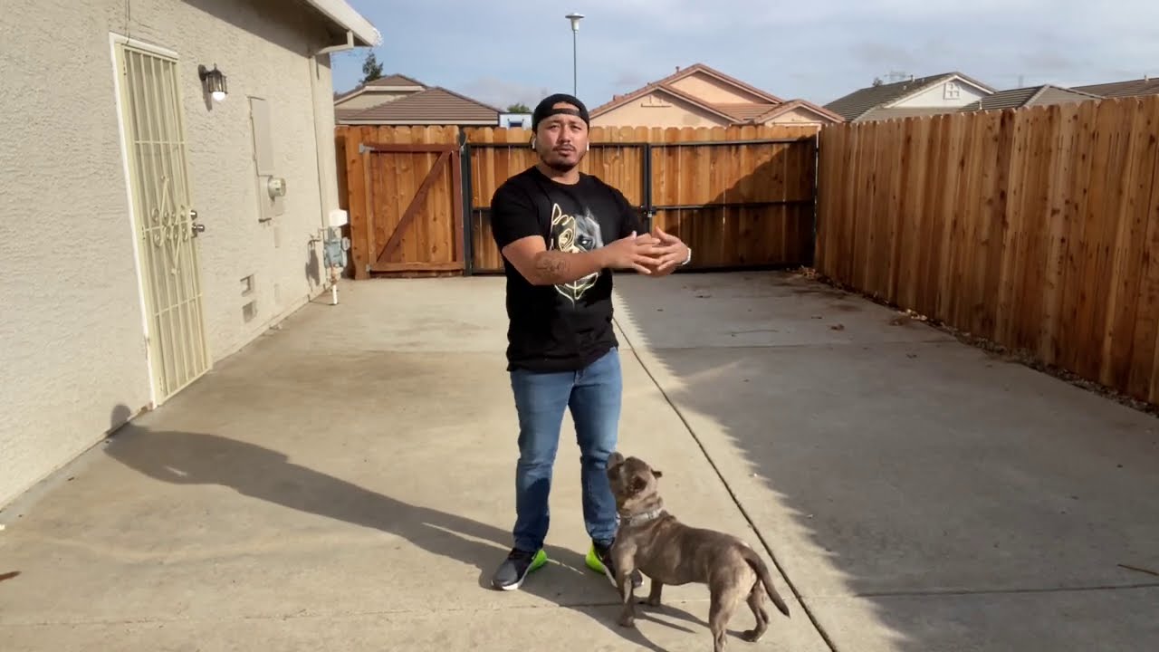 How I fix dog aggression in 1 week!