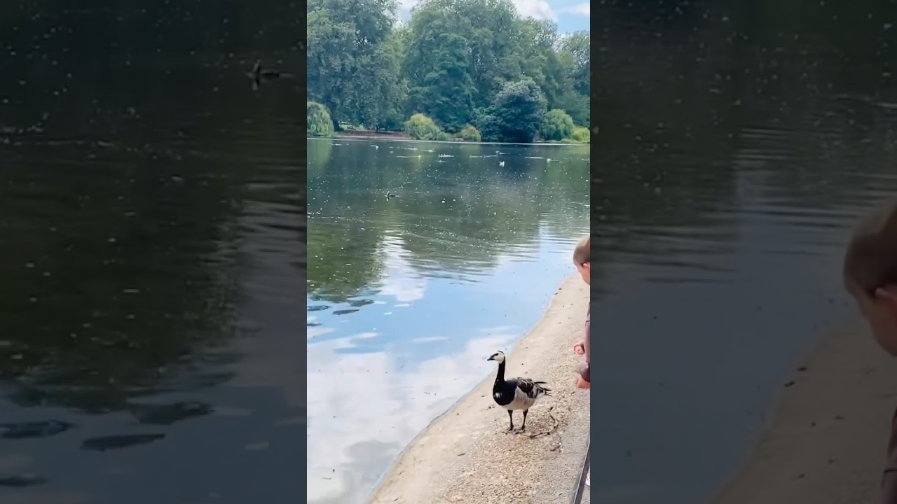 Waterfowl at St.James’s Park in London😍#shorts #trending #waterfowl #viralshort #london #beautiful