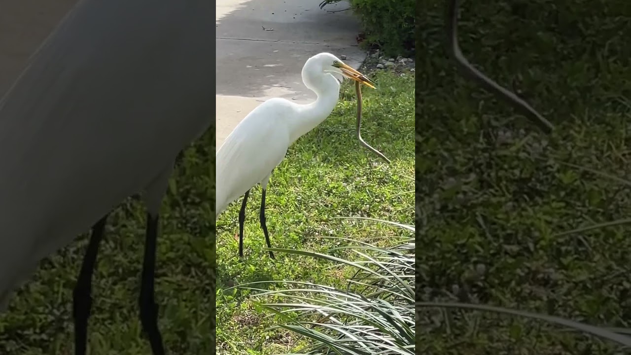 A great white egret swallows a snake ￼