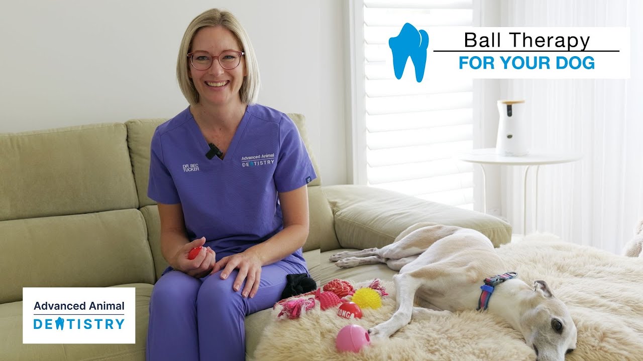 What Is Ball Therapy for Pets?