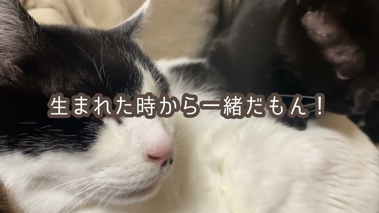 猫ののんびりしてる姿。モミモミあり。日向ぼっこ。