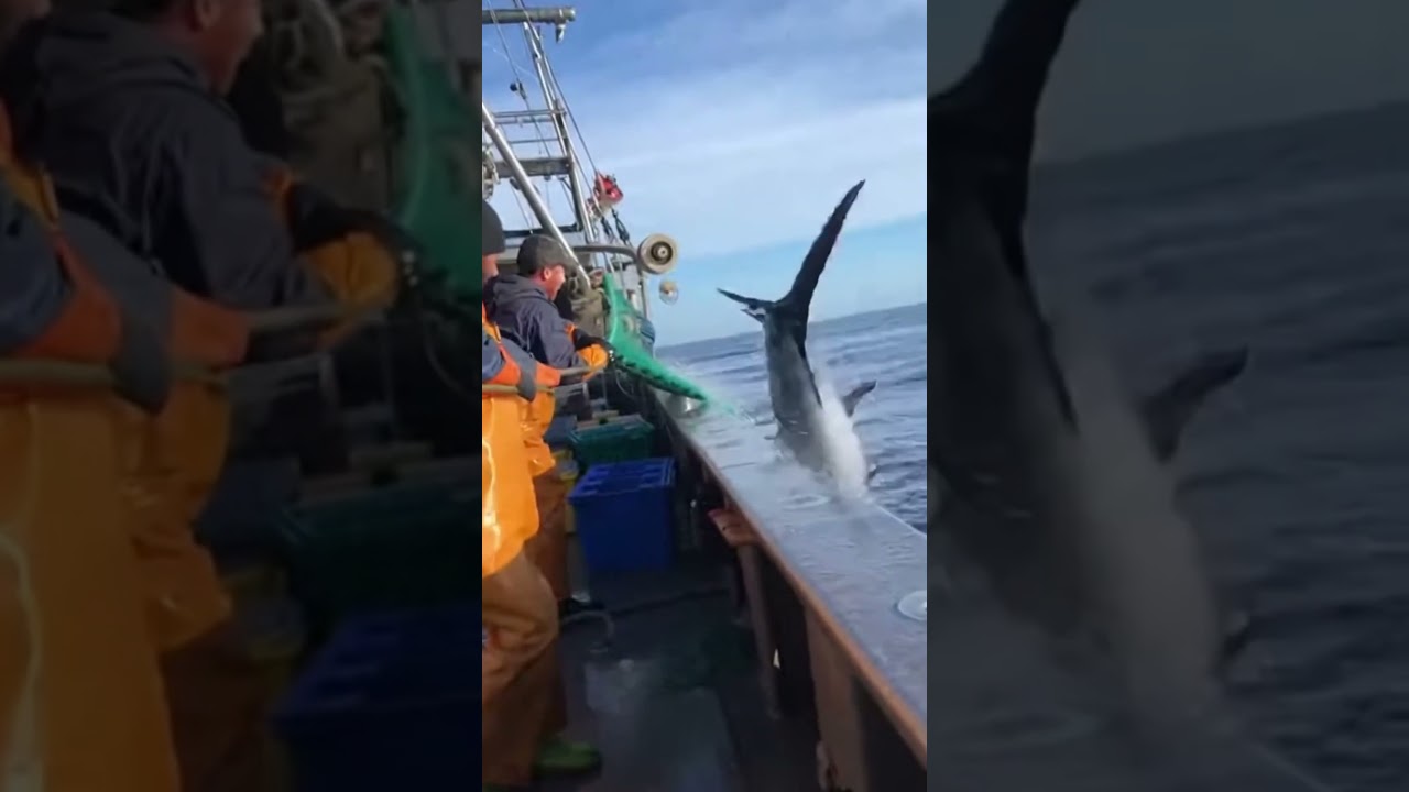 Они не были готовы к такому улову 🦈