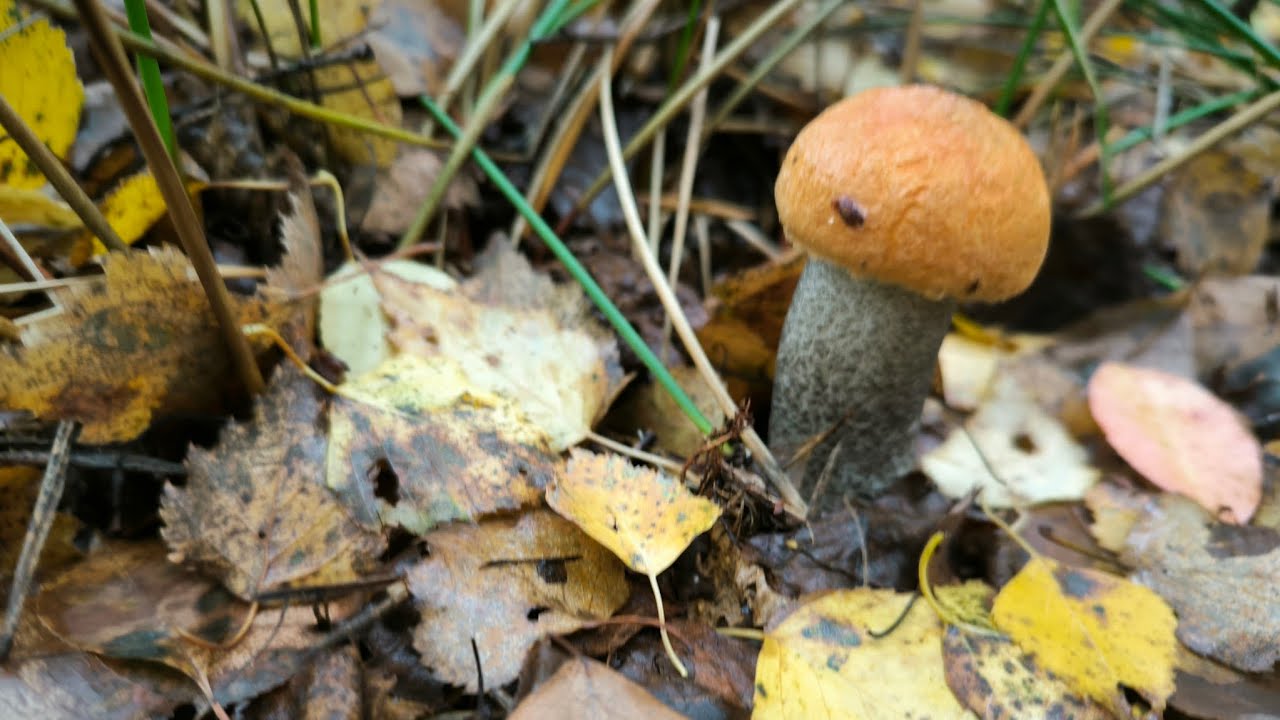Koźlarz pomarańczowoż&oacute;łty (Leccinum versipelle)