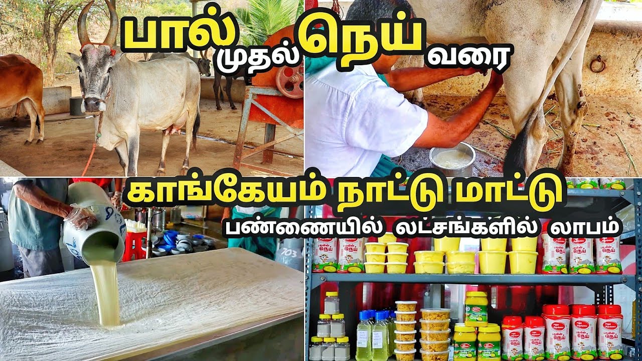 காங்கேயம் நாட்டு மாட்டு பண்ணையில் இந்த அளவு லாபம் எடுக்க முடியுமா  | kangeyam cow farm #dairyfarm