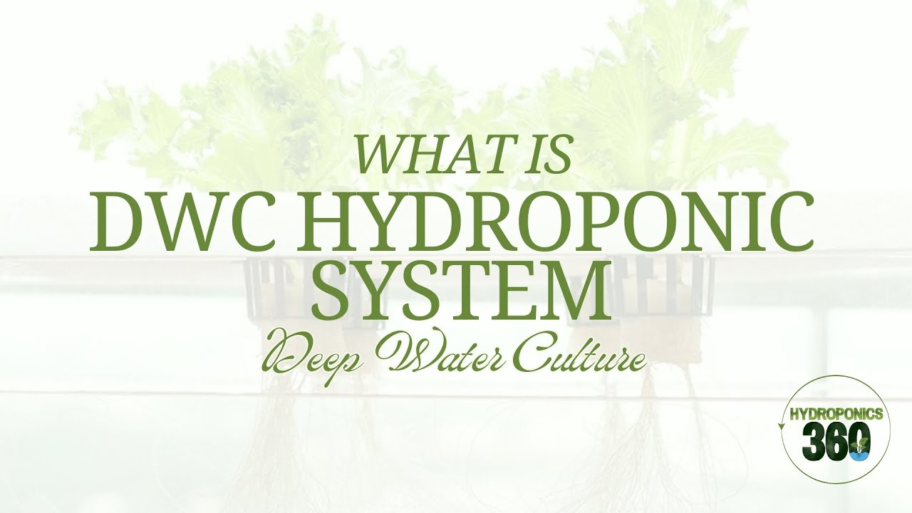 What is DWC Hydroponic System - hydroponics360.com