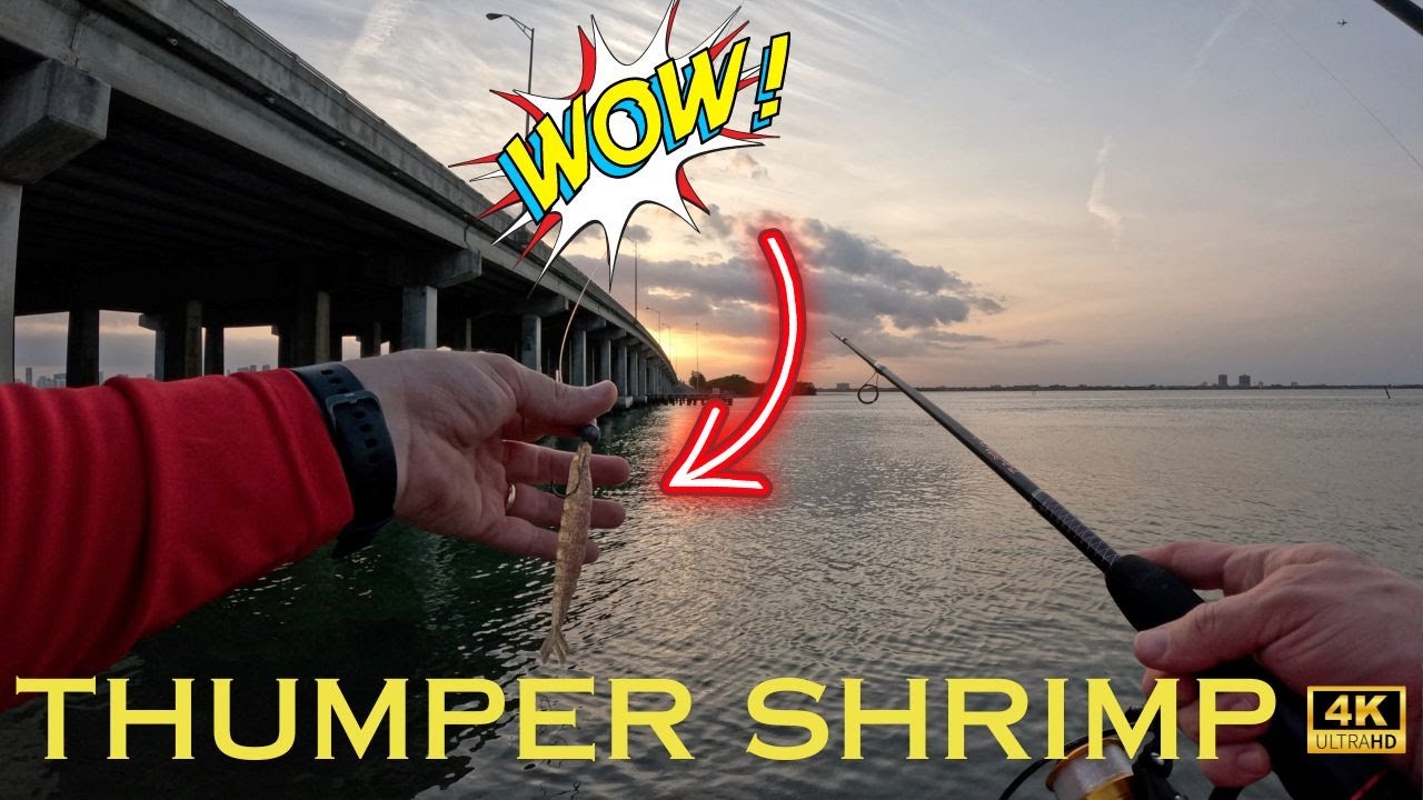 FISHING with THUMPER shrimp for a beginner (Surprise catch)