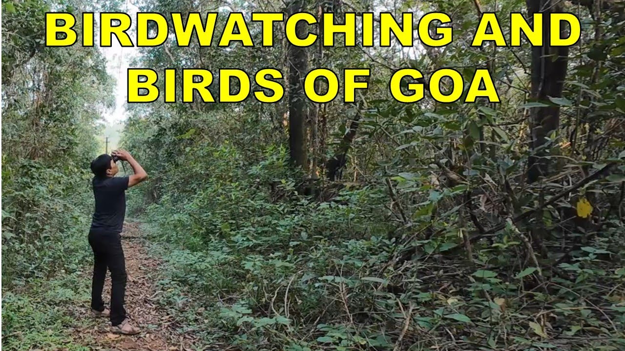 BIRDWATCHING AND BIRDS OF GOA
