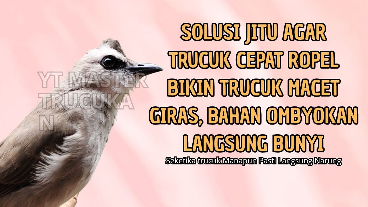 Trucukan GACOR ngalas ROPEL PANJANG suara alam AMPUH buat pancingan jadikan trucuk Gacor GARUDA