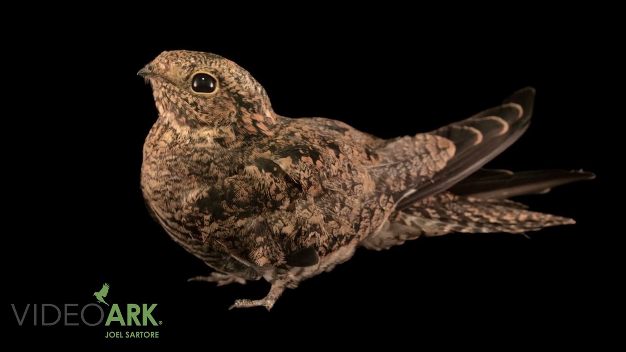 A common nighthawk (Chordeiles minor hesperis) at the Rocky Mountain Wildlife Alliance in Colorado.