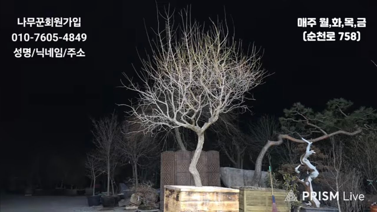 26년02월16일 님사랑이야기의 나무꾼경매장 132회(특수목,조경수,분재,정원수)