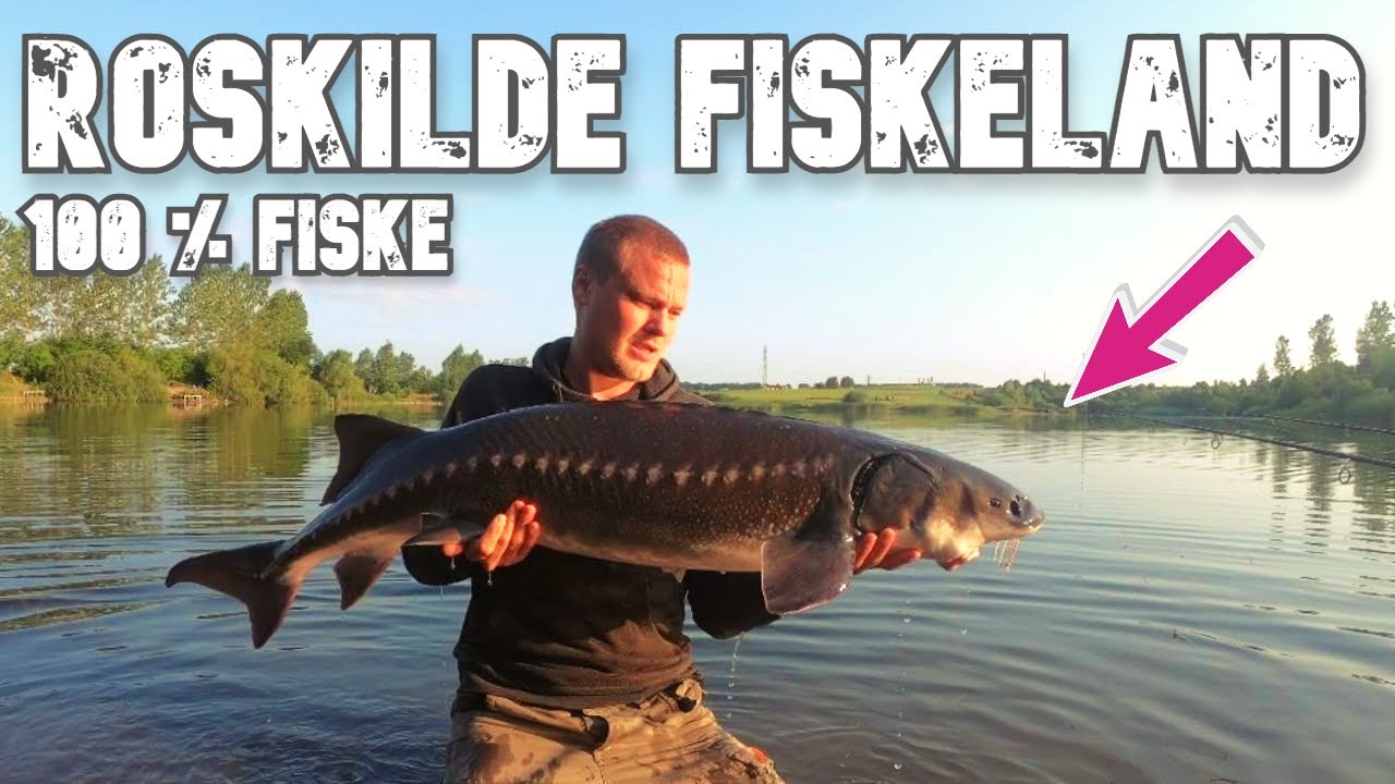 Roskilde fiskeland 2021 * 100%FISKE