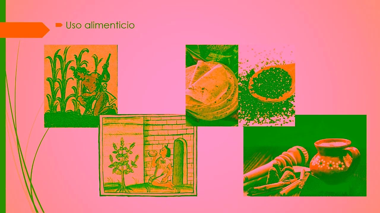 La chía un tesoro de nutrición y salud