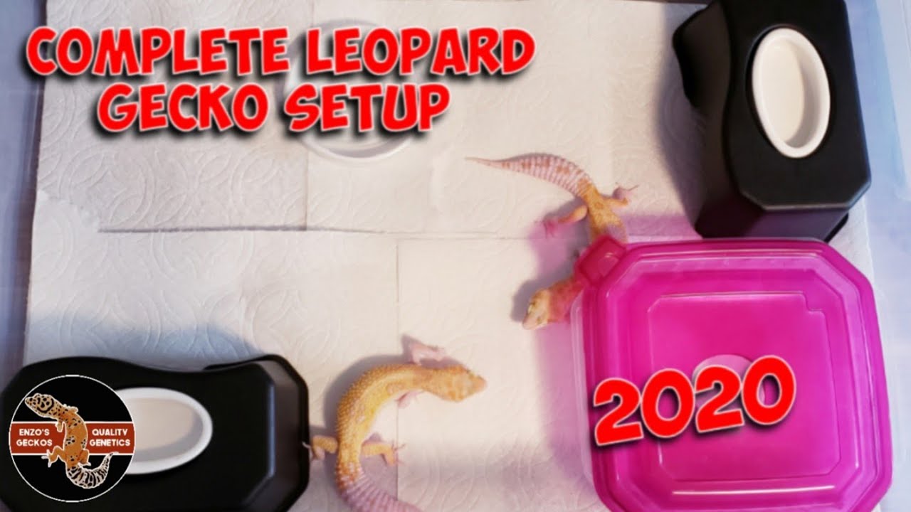 Complete Leopard Gecko Setup 2020