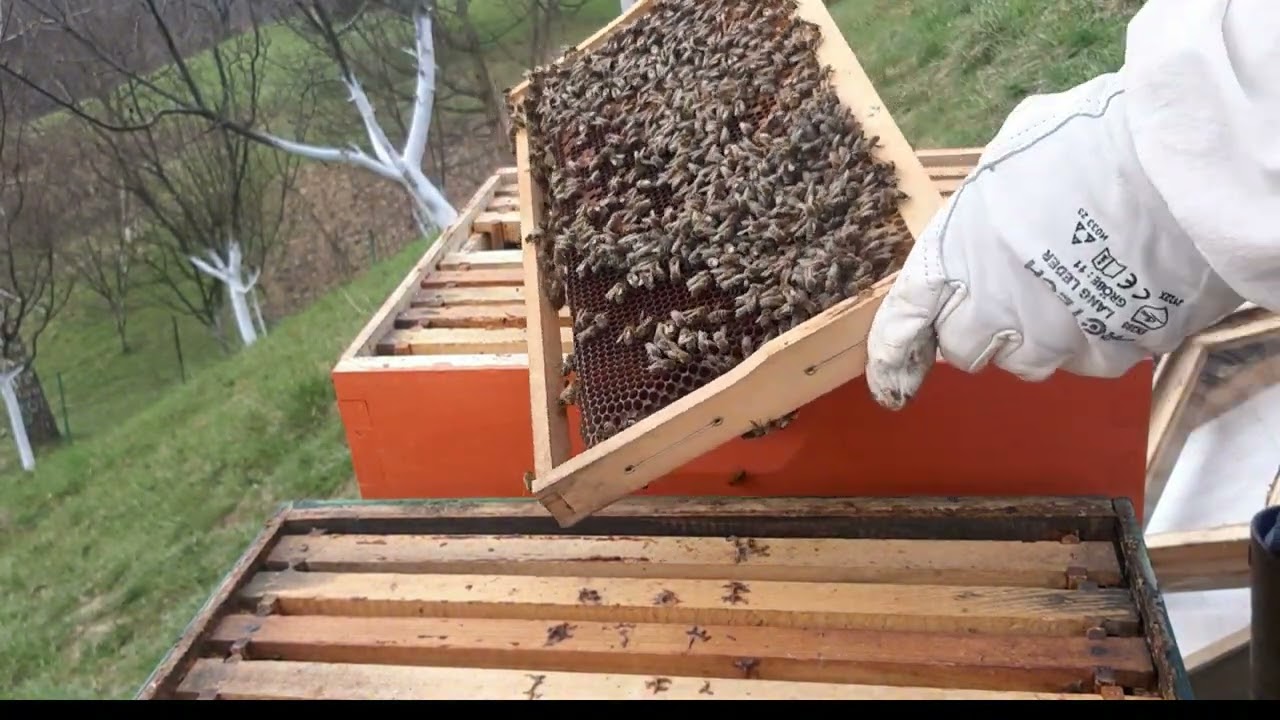 Pčelarstvo 22.03.04 Dodavanje drugog nastavka I pregled  zaliha meda@podzemnevode1784