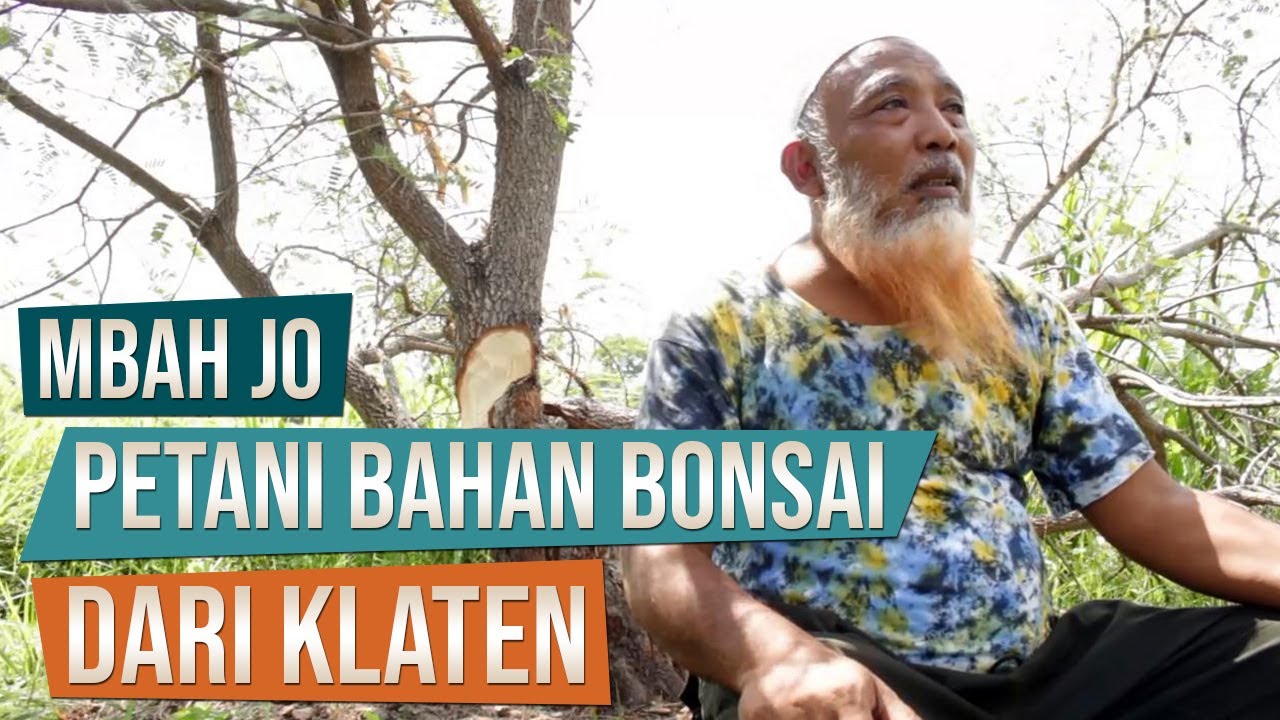 Bincang Bonsai Bersama Mbah Jo Klaten